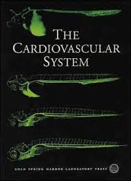 The Cardiovascular System  