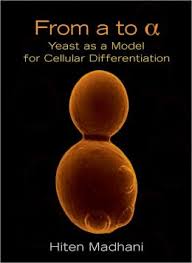 From A to Alpha : Yeast as a Model for Cellular Differentiation  
