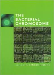 The Bacterial Chromosome  